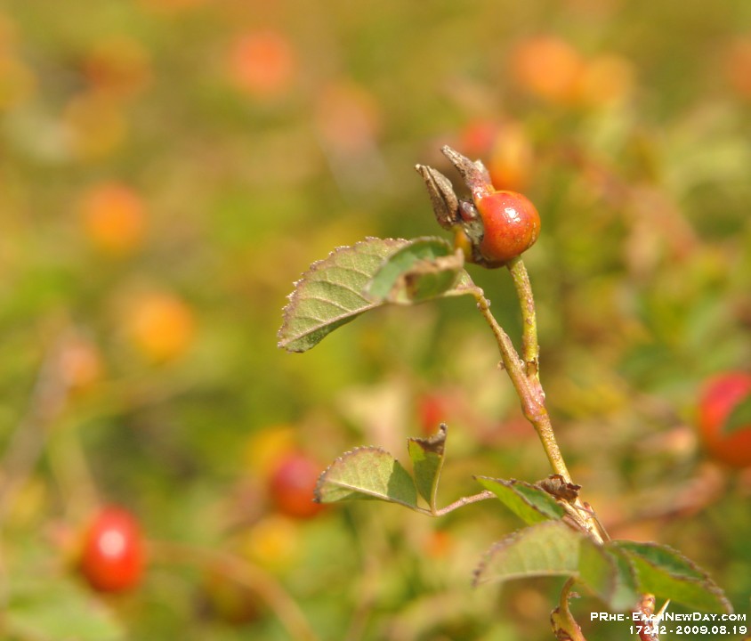 17242CrLe - Beach Walk, East Sooke Park